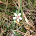Saxifraga foliolosa. A small white flower with a pink center.